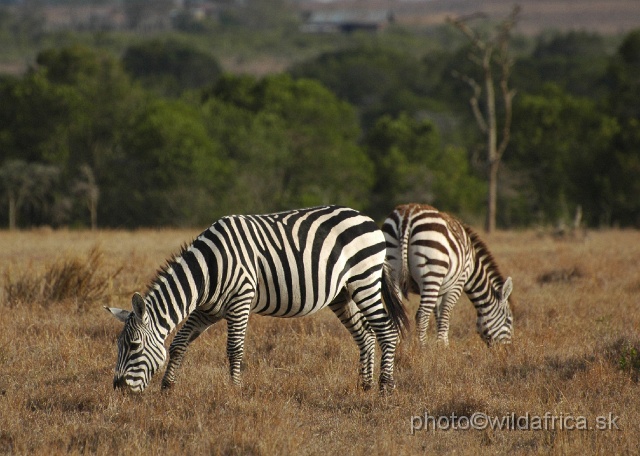 DSC_0228.JPG - Plains Zebra (Equus quagga)