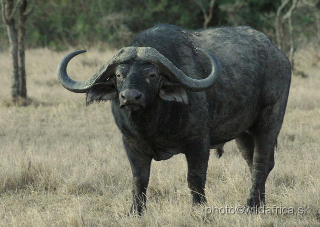 DSC_0241.JPG - African Buffalo (Syncerus caffer)