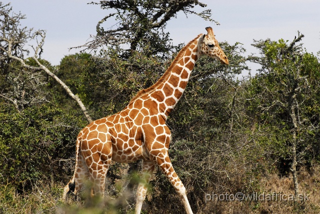 _DSC0105.JPG - Reticulated Giraffe (Giraffa camelopardalis reticulata)