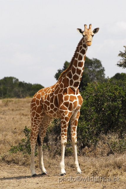 _DSC0111.JPG - Reticulated Giraffe (Giraffa camelopardalis reticulata)