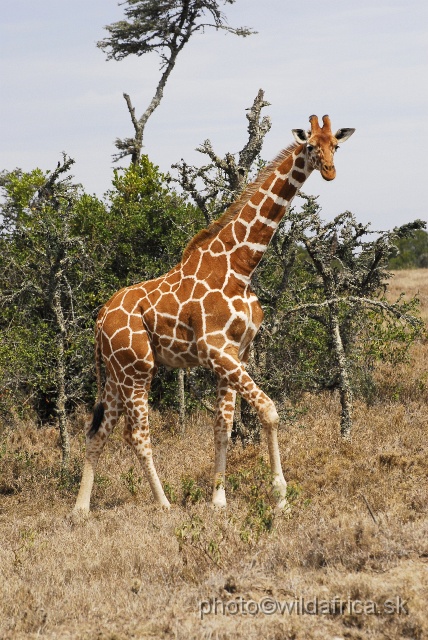 _DSC0117.JPG - Reticulated Giraffe (Giraffa camelopardalis reticulata)