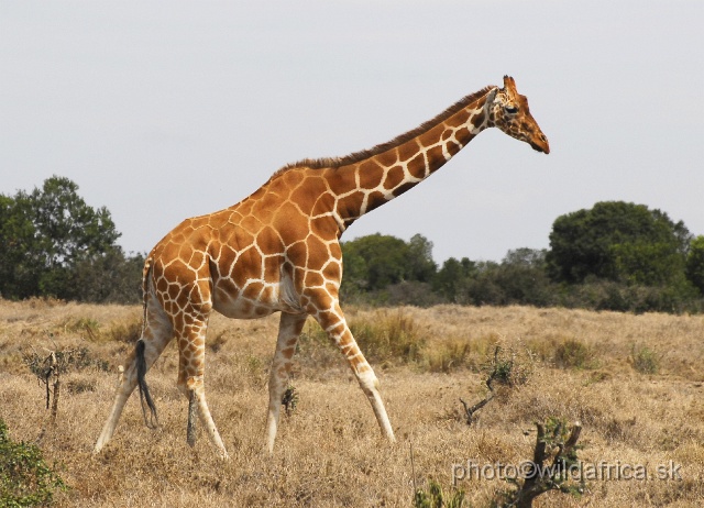 _DSC0120.JPG - Reticulated Giraffe (Giraffa camelopardalis reticulata)