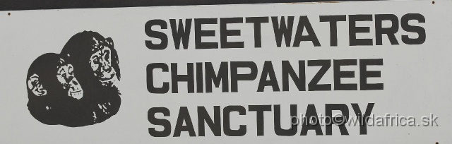 _DSC0124.JPG - Sweetwaters Chimpanzee Sanctuary gathers chimp orphans mainly from Burundi and Sudan.