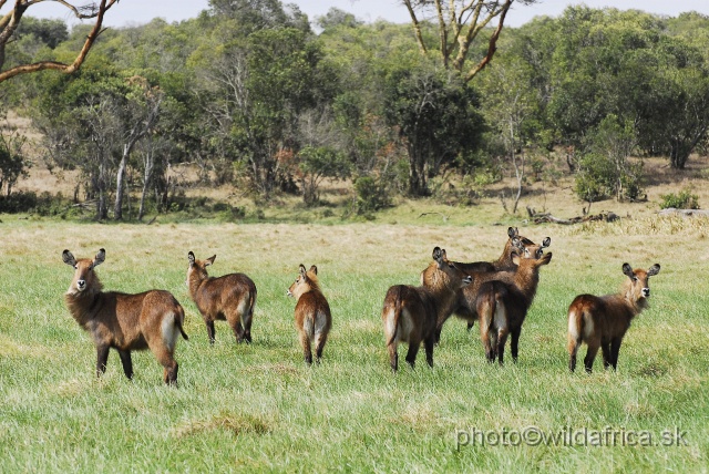 _DSC0134.JPG - Defassa Waterbuck (Kobus ellipsiprymnus defassa)