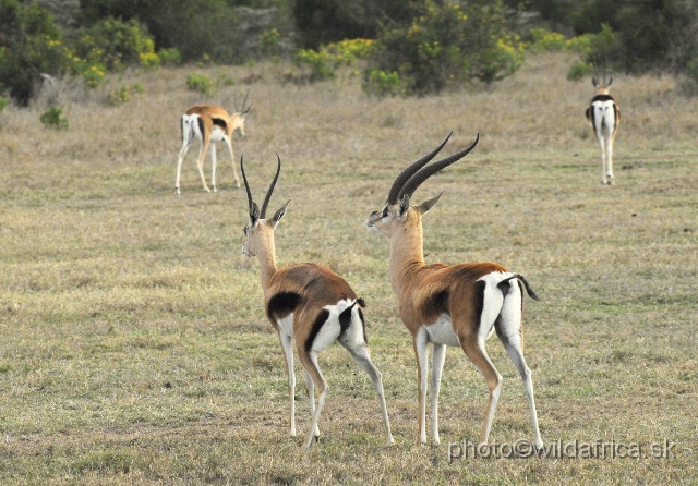 _DSC0261.JPG - Grant's Gazelle of Laikipia was greatest surprise to me. Some animals externally corresponded to possibly (?) extinct subspecies Gazela (Nanger) granti notata (The Banded Gazelle) which is visible on female in background (strongly defined black pygal stripe). Another unusual feature is long and dark belly stripe of the male (visible here also).