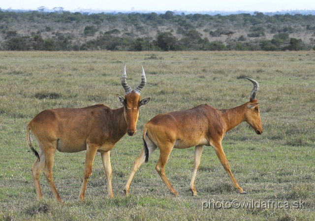 _DSC0277.JPG - Laikipia or Kenya Highland Hartebeest - a natural hybrid of kongoni and lelwel hartebeest (Alcelaphus buselaphus cokei x lelwel).