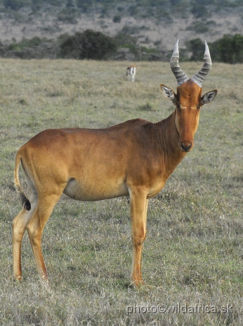 _DSC0331.JPG - Laikipia or Kenya Highland Hartebeest - a natural hybrid of kongoni and lelwel hartebeest (Alcelaphus buselaphus cokei x lelwel). Only few hundreds survived mainly on private lands of Laikipia.