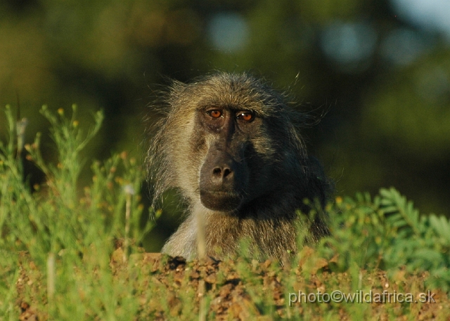 585.jpg - Chacma Baboon (Papio ursinus)