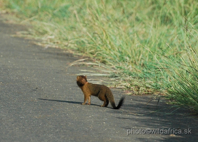 DSC_0032.JPG - Slender Mongoose (Herpestes sanguinea)