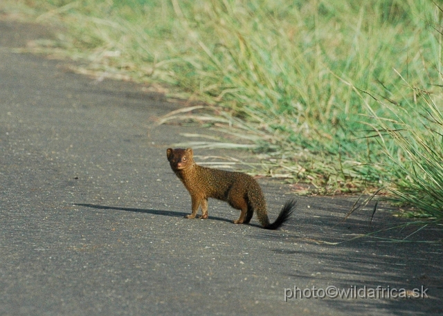 DSC_0033.JPG - Slender Mongoose (Herpestes sanguinea)