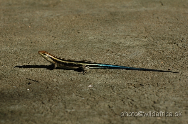 DSC_0054.JPG - Rainbow Mabuya (Trachylepis quinquetaeniata)