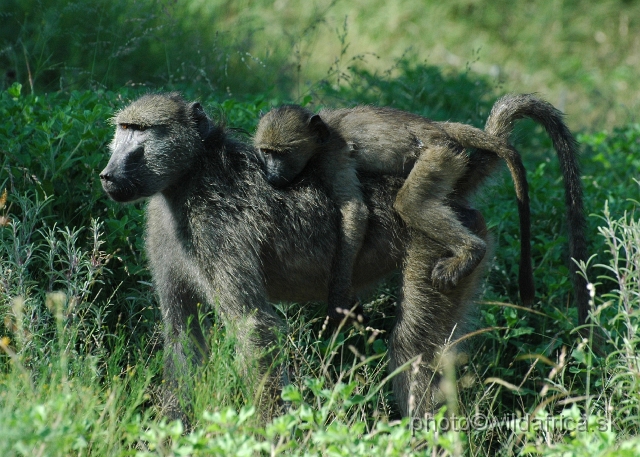 DSC_0063.JPG - Chacma Baboon (Papio ursinus)