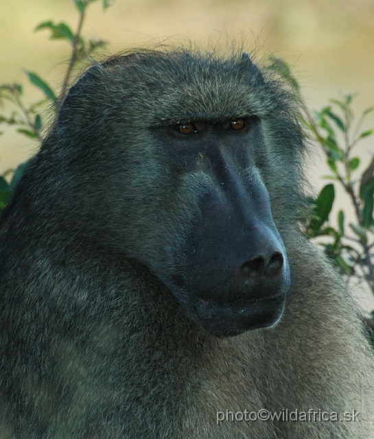 DSC_0073.JPG - Chacma Baboon (Papio ursinus)