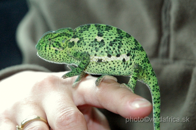 DSC_0102.JPG - Flap-neck Chameleon (Chamaeleo dilepis)