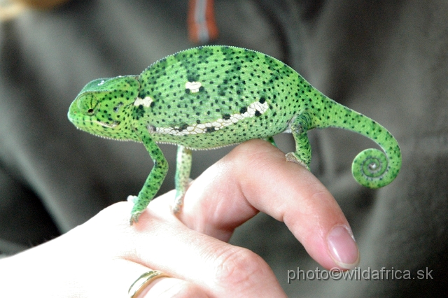 DSC_0104.JPG - Flap-neck Chameleon (Chamaeleo dilepis)