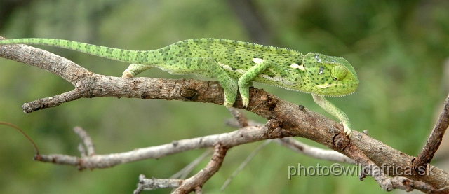 DSC_0109.JPG - Flap-neck Chameleon (Chamaeleo dilepis)