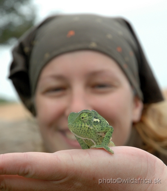 DSC_0110.JPG - Flap-neck Chameleon (Chamaeleo dilepis)