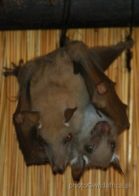 DSC_0162.JPG - Wahlberg's Flying Fox (Epomophorus wahlbergi)