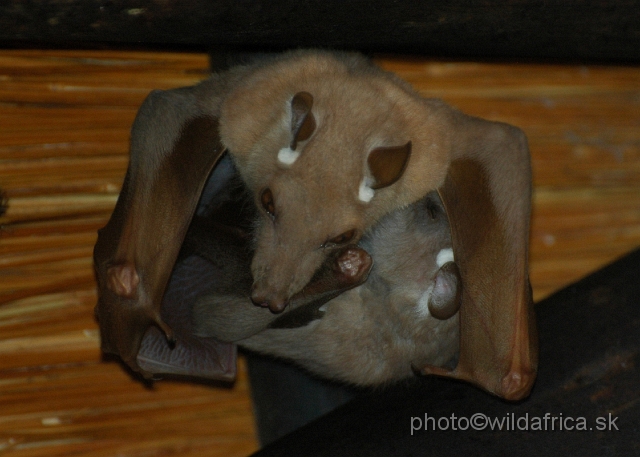 DSC_0163.JPG - Wahlberg's Flying Fox (Epomophorus wahlbergi)