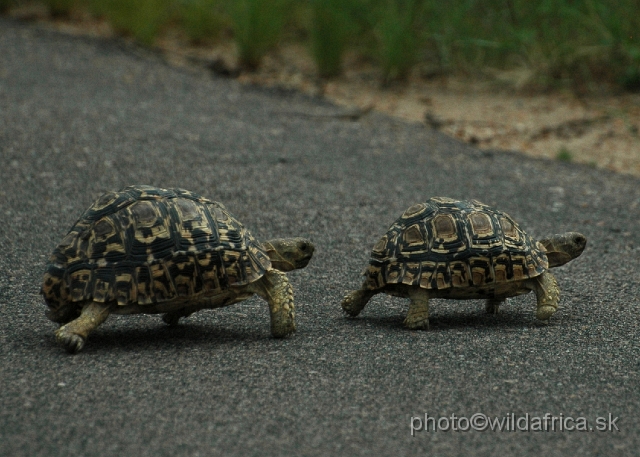 DSC_0172.JPG - Leopard Tortoise (Stigmochelys pardalis)