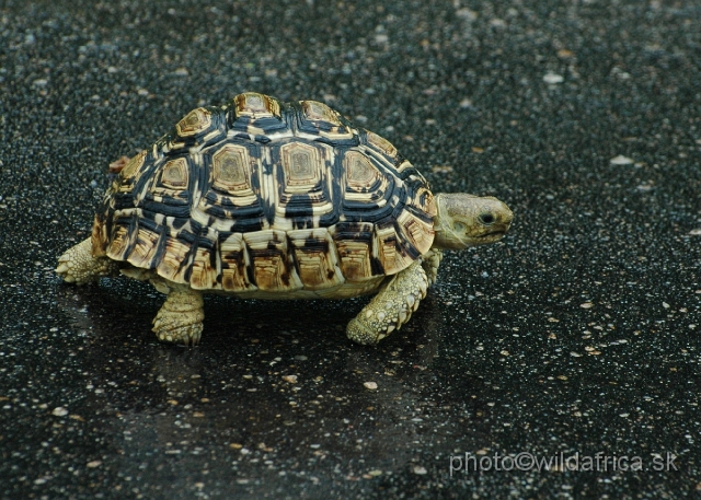 DSC_0338.JPG - Leopard Tortoise (Stigmochelys pardalis)