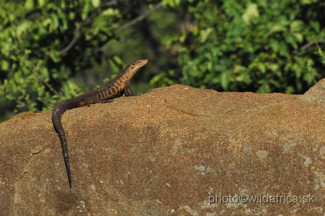 _DSC0108.JPG - Giant Plated Lizzard (Gerrhosaurus validus)