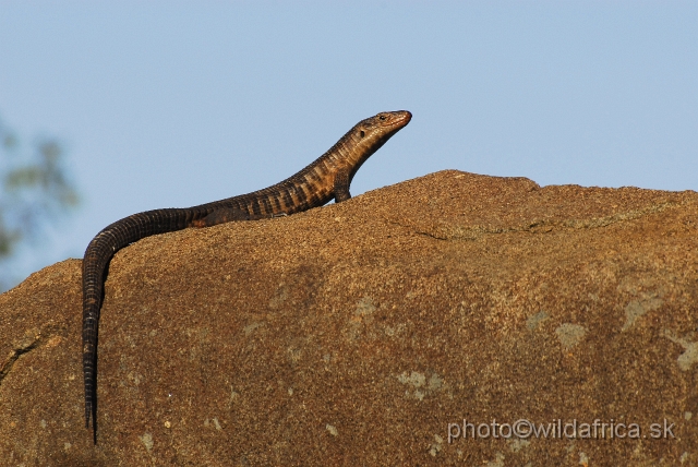 _DSC0110.JPG - Giant Plated Lizzard (Gerrhosaurus validus)