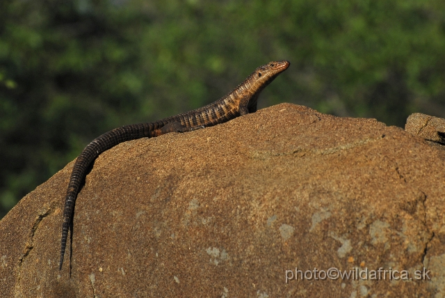 _DSC0111.JPG - Giant Plated Lizzard (Gerrhosaurus validus)