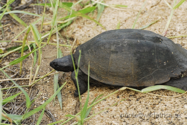 _DSC0115.JPG - Marsh Terrapin (Pelomedusa subrufa)