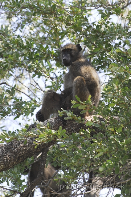 _DSC0209.JPG - Chacma Baboon (Papio ursinus)