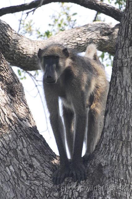 _DSC0211.JPG - Chacma Baboon (Papio ursinus)