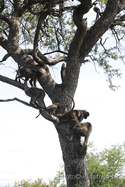 _DSC0214.JPG - Chacma Baboon (Papio ursinus)