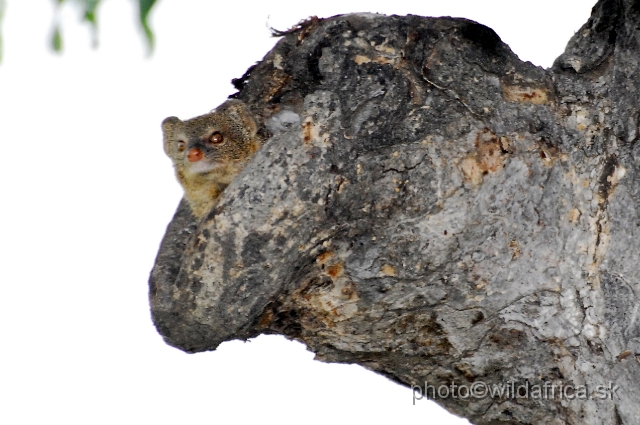 _DSC0618.JPG - Slender Mongoose (Herpestes sanguinea)