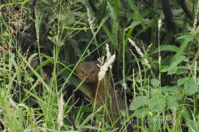 _DSC0630.JPG - Slender Mongoose (Herpestes sanguinea)