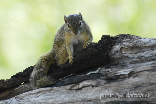 _DSC0788.JPG - Smith's Bush Squirrel or Southern African Tree Squirrel (Paraxerus cepapi)