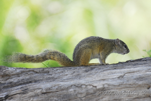 _DSC0791.JPG - Smith's Bush Squirrel or Southern African Tree Squirrel (Paraxerus cepapi)