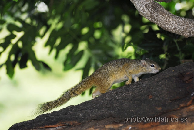 _DSC0793.JPG - Smith's Bush Squirrel or Southern African Tree Squirrel (Paraxerus cepapi)