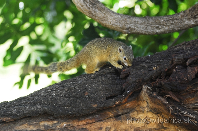 _DSC0794.JPG - Smith's Bush Squirrel or Southern African Tree Squirrel (Paraxerus cepapi)