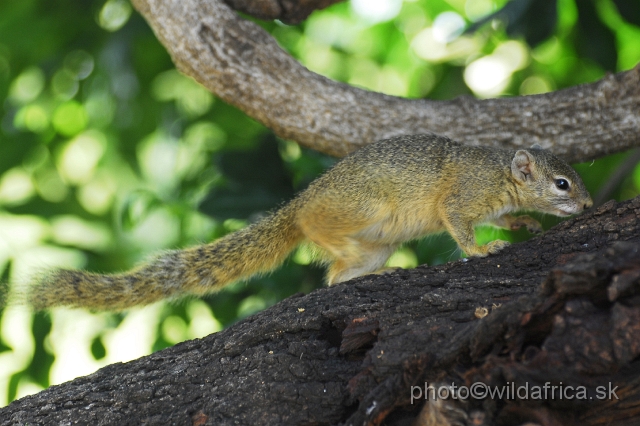 _DSC0795.JPG - Smith's Bush Squirrel or Southern African Tree Squirrel (Paraxerus cepapi)