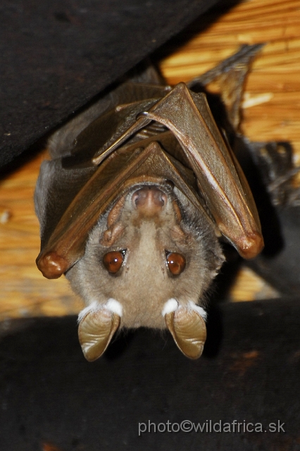 _DSC1119.JPG - Wahlberg's Flying Fox (Epomophorus wahlbergi)