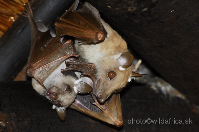 _DSC1120.JPG - Wahlberg's Flying Fox (Epomophorus wahlbergi)