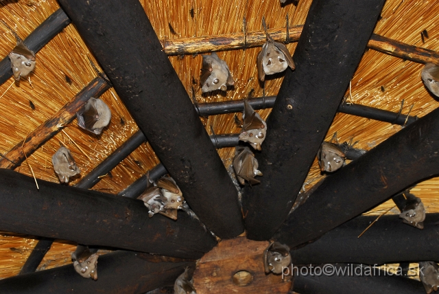 _DSC1121.JPG - Wahlberg's Flying Fox (Epomophorus wahlbergi)