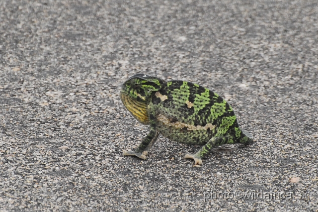 _DSC1213.JPG - Flap-neck Chameleon (Chamaeleo dilepis)