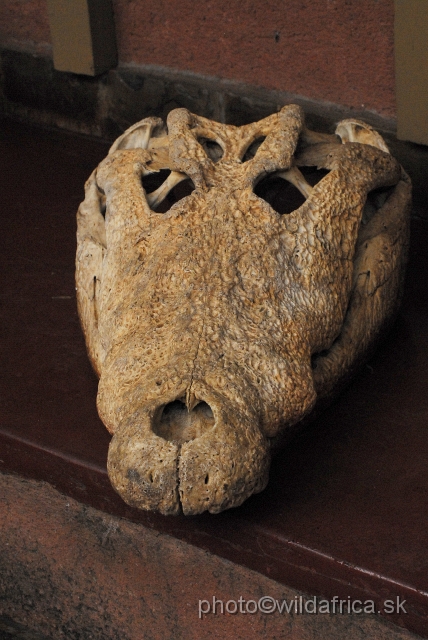 _DSC1308.JPG - Nile crocodile skull