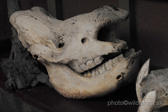 _DSC1309.JPG - The skull of Black Rhino