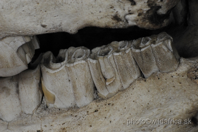 _DSC1312.JPG - Detail of the dentition