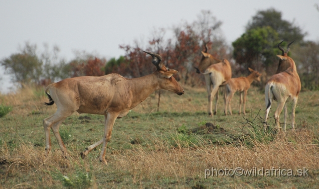 DSC_000229.JPG - Kongoni hartebeest (Alcelaphus buselaphus cokei)