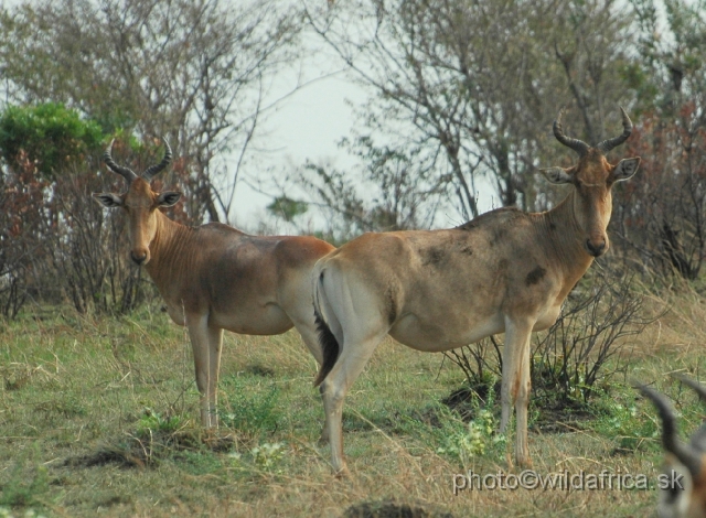 DSC_0010.JPG - Kongoni hartebeest (Alcelaphus buselaphus cokei)