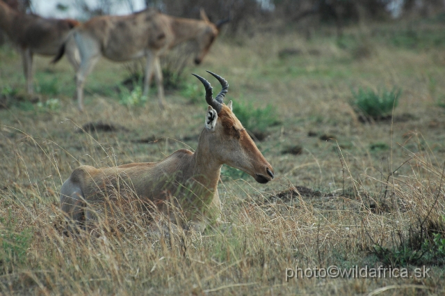 DSC_0011.JPG - Kongoni hartebeest (Alcelaphus buselaphus cokei)