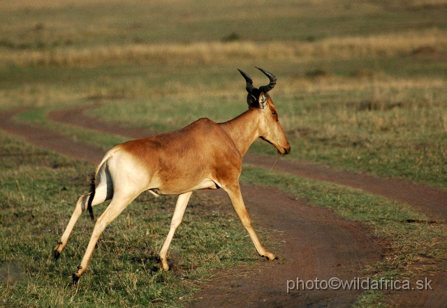 DSC_002204.JPG - Kongoni hartebeest (Alcelaphus buselaphus cokei)